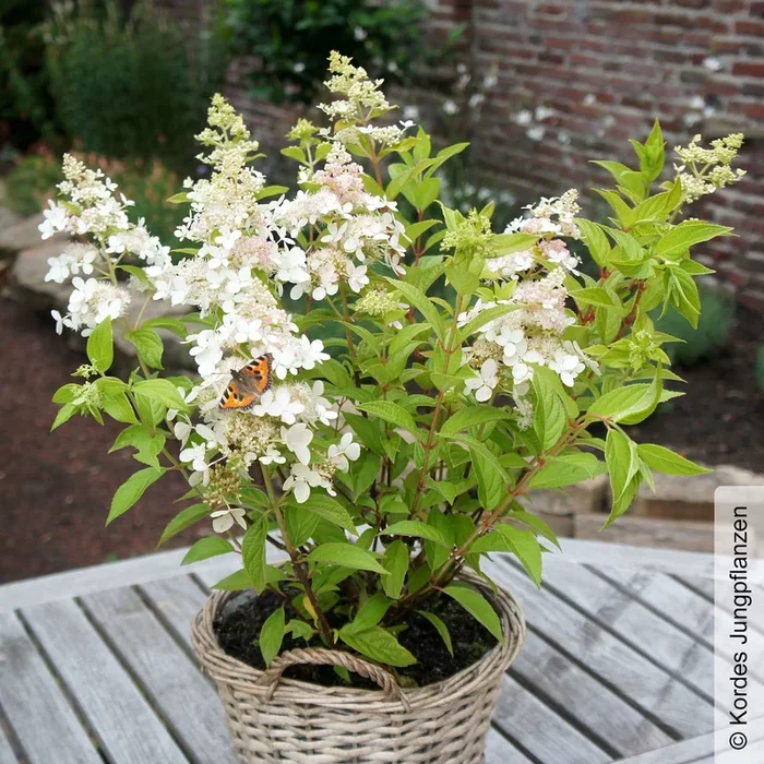 Rispenhortensie ‚Confetti’®, Hydrangea paniculata, weiß, Topf 5 Liter