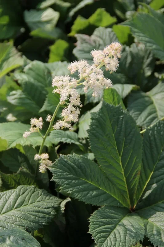Rodgersia aesculifolia (Kastanienblättriges Schaublatt)