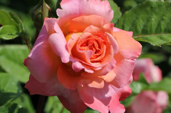 Rose ‚Augusta Luise‘ (Edelrose)