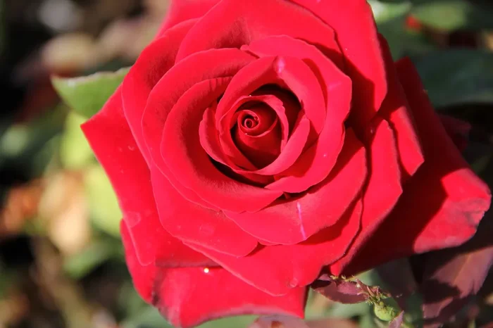Rose ‚Barkarole‘ (Edelrose)
