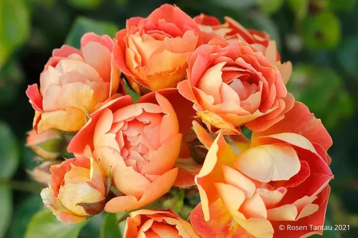 Rose ‚Bienenweide‘ ® mango (Beetrose)