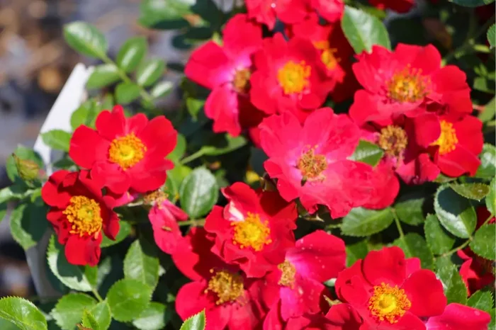 Rose ‚Bienenweide‘ ® rot (Beetrose)