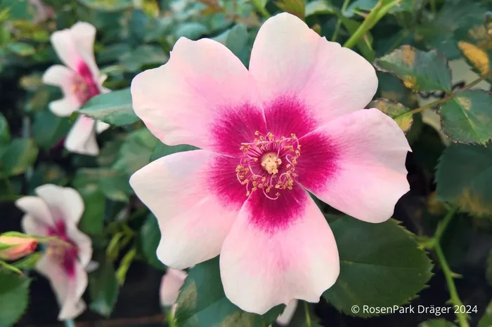 Rose ‚Bravo Babylon Eyes‘ ® (Beetrose)