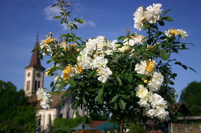 Rose ‚Christine Hélène‘ (Rambler)