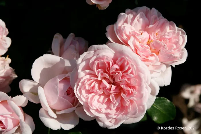 Rose ‚Cinderella‘ ® (Strauchrose)