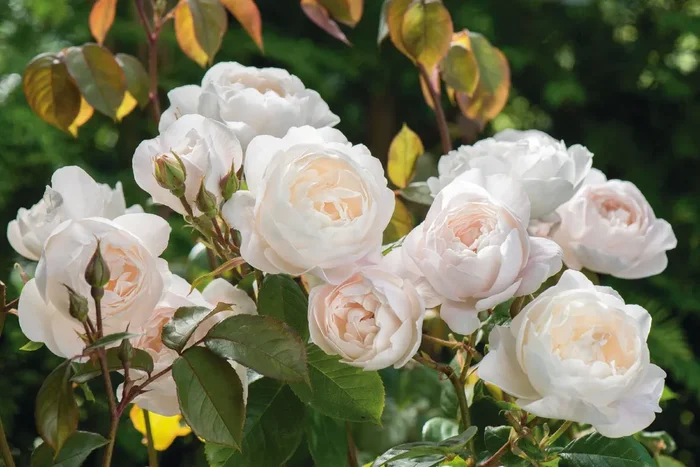 Rose ‚Desdemona‘ (Englische Rose)