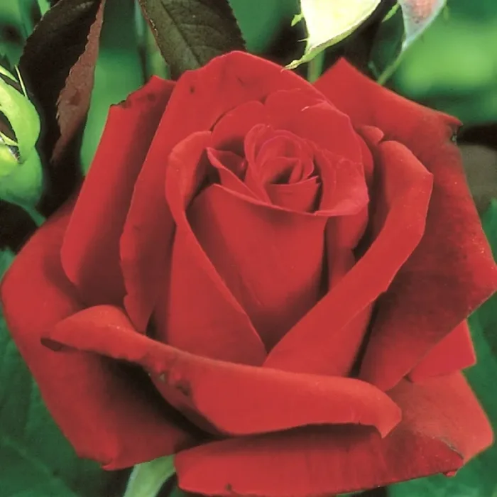 Rose ‚Erotika‘ (Edelrosen)