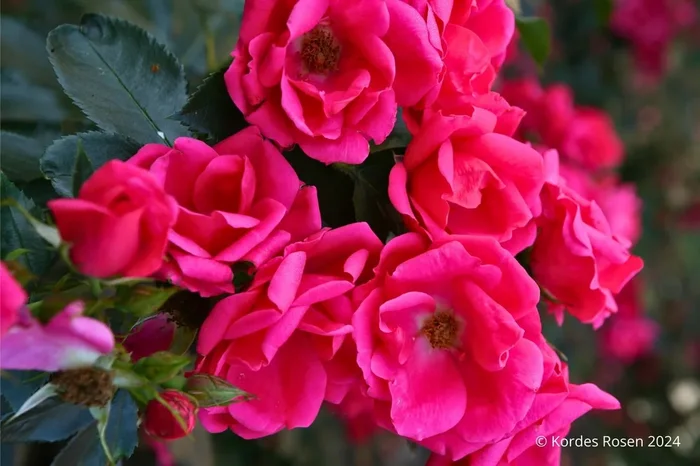 Rose ‚Gartenfreund‘ ® (Beetrose)