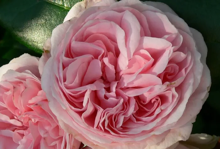 Rose ‚Giardina‘ (Kletterrose)