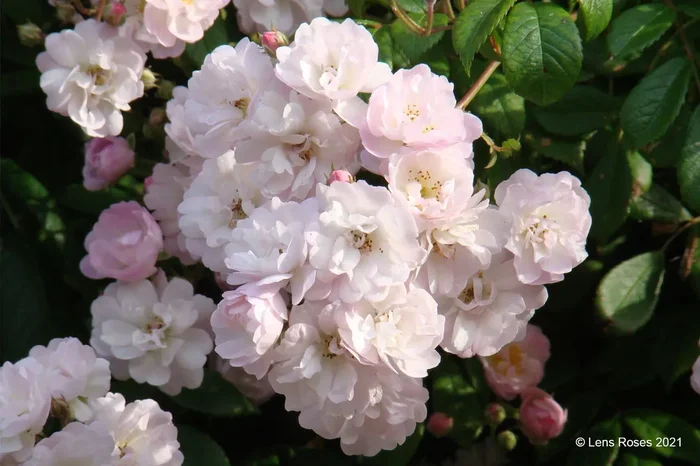 Rose ‚Guirlande Rose‘ ® (Rambler)