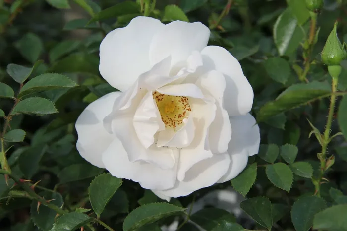 Rose ‚Hella‘ (Kletterrose)