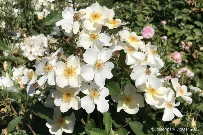 Rose ‚Kew Gardens‘ (Englische Rose)