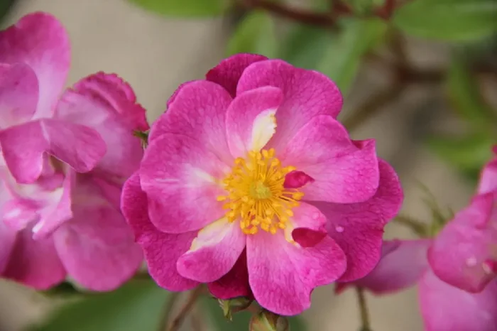 Rose ‚Lavender Dream‘ (Bodendeckerrose)