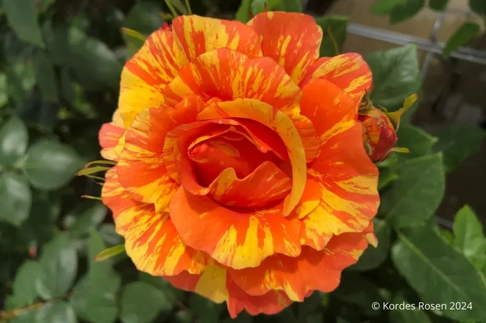 Rose ‚Lollipop‘ ® (Beetrose)