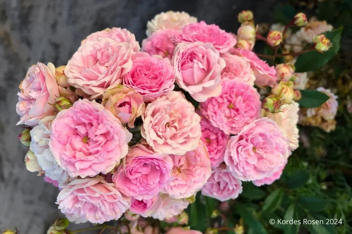 Rose ‚Pashmina‘ ® (Beetrose)