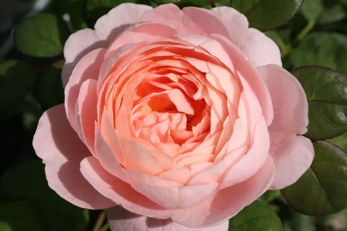 Rose ‚Queen of Sweden‘ (Englische Rose)