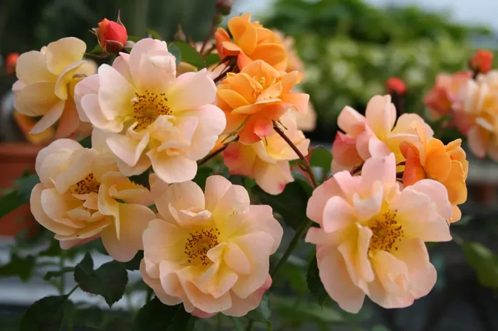 Rose ‚Sedana‘ ® (Bodendeckerrose)
