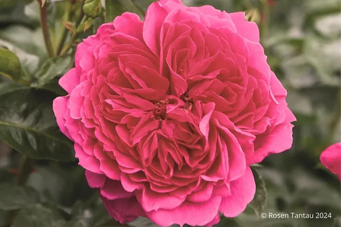 Rose ‚Soul‘ ® (Strauchrose)