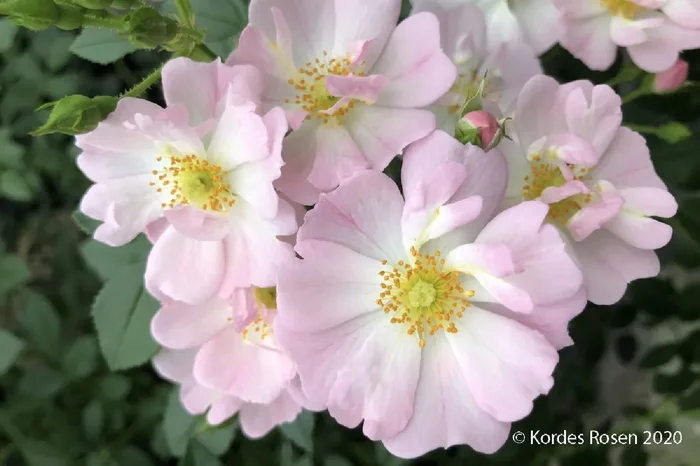 Rose ‚Sternenhimmel‘ ® (Patiorose)