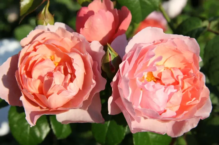 Rose ‚Strawberry Hill‘ (Englische Rose)