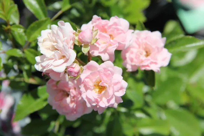 Rose ‚The Fairy‘ (Bodendeckerrose)