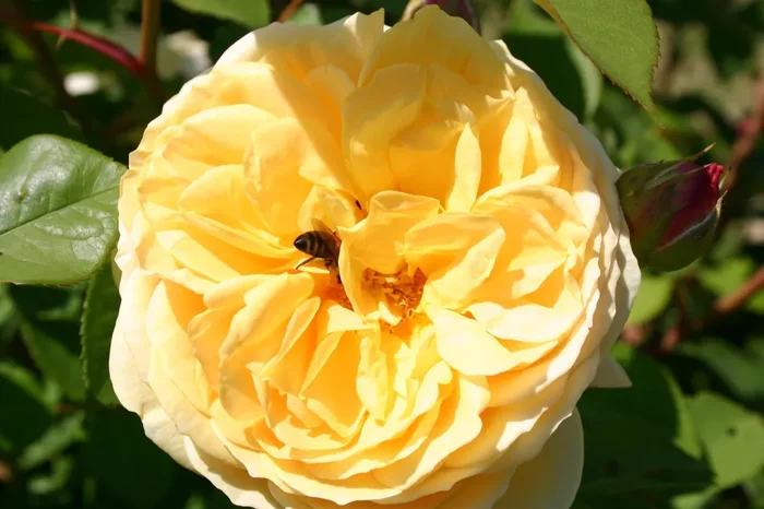 Rose ‚The Pilgrim‘ (Englische Rose)