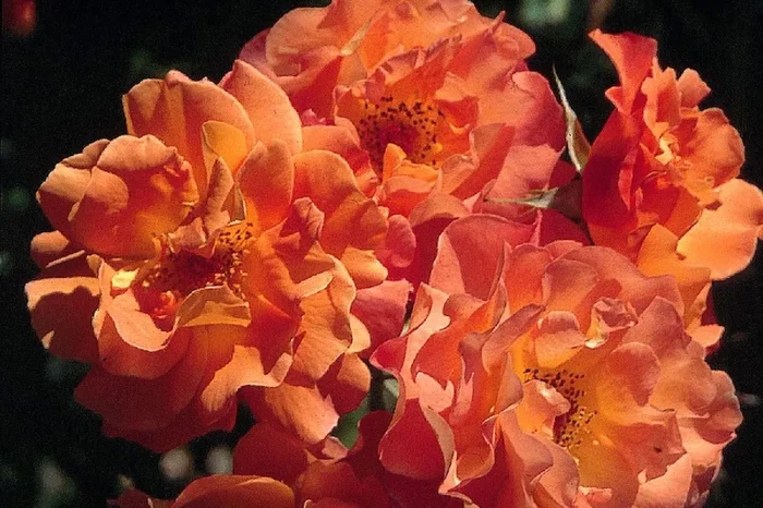 Rose ‚Westerland‘ (Strauchrose)