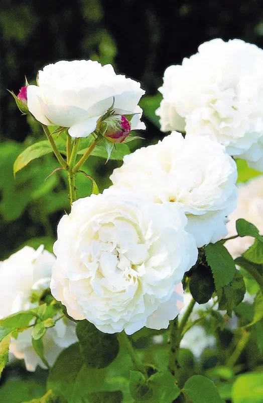 Rose ‚Winchester Cathedral‘ (Englische Rose)
