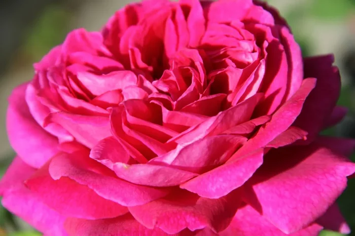 Rose ‚Young Lycidas‘ (Englische Rose)