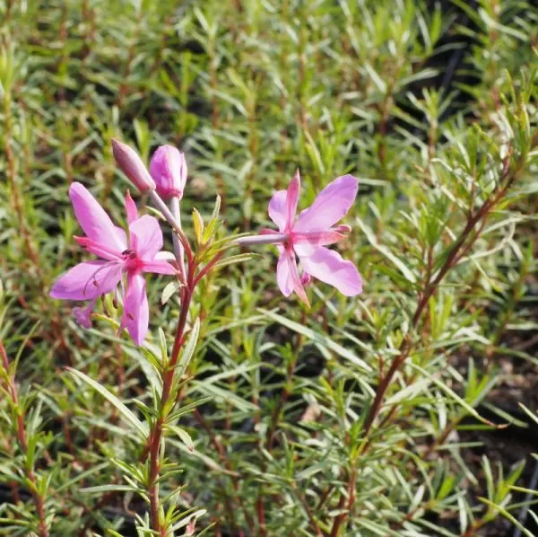 Rosmarin-Weidenröschen „Album“ (Epilobium dodonaei) „Bio“