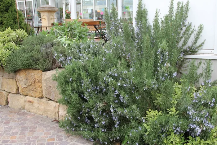 Rosmarinus officinalis ‚Arp‘ (Rosmarin)