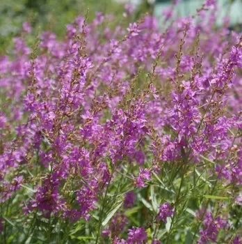Ruten-Weiderich ‚Swirl‘ (Lythrum virgatum ‚Swirl‘) „Bio“