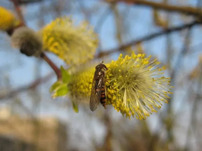 Sal-Weide ‚männlich‘ (Salix caprea ‚mas‘)