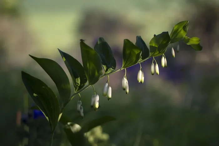 Salomonsiegel „Ramosissimum“ (Polygonatum multiflorum) „Bio“