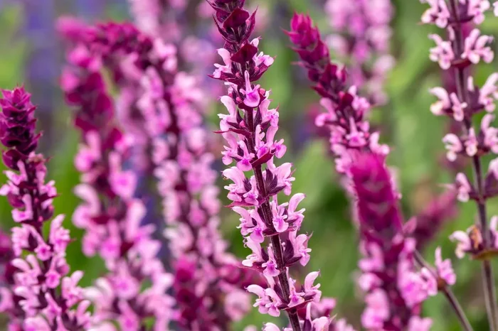 Salvia nemorosa ‚Caradonna Pink‘ ® (Ziersalbei)