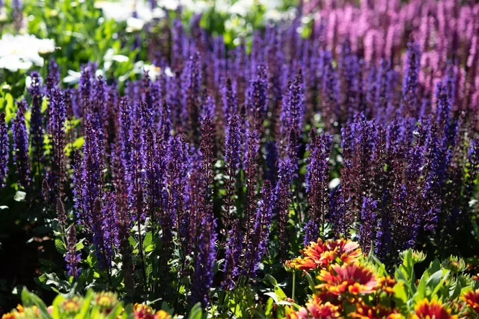 Salvia nemorosa ‚Midnight Purple‘ (Ziersalbei)