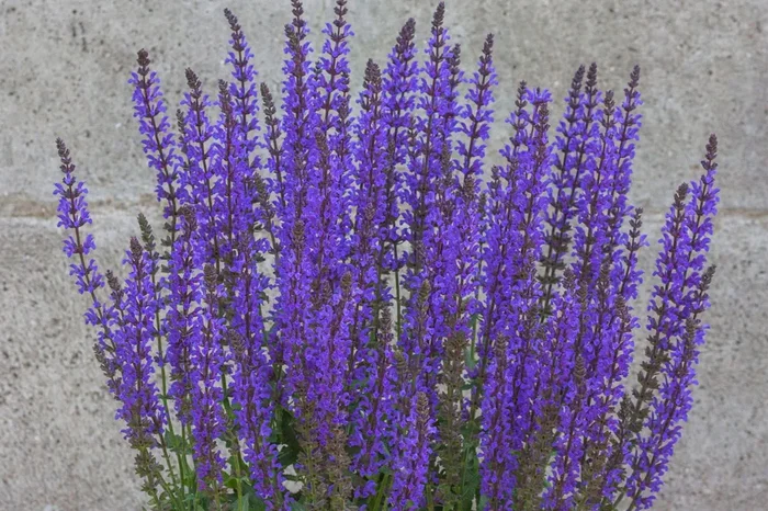 Salvia nemorosa ‚Salute Deep Blue‘ (Ziersalbei)