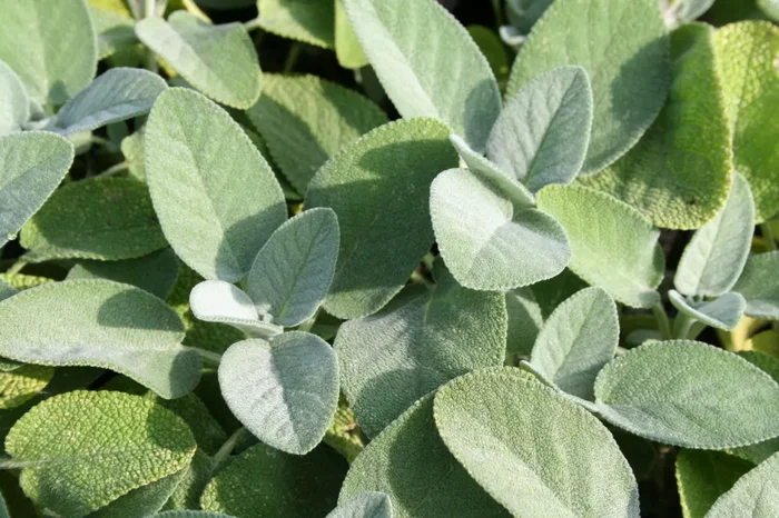 Salvia officinalis ‚Berggarten‘ (Garten-Salbei)