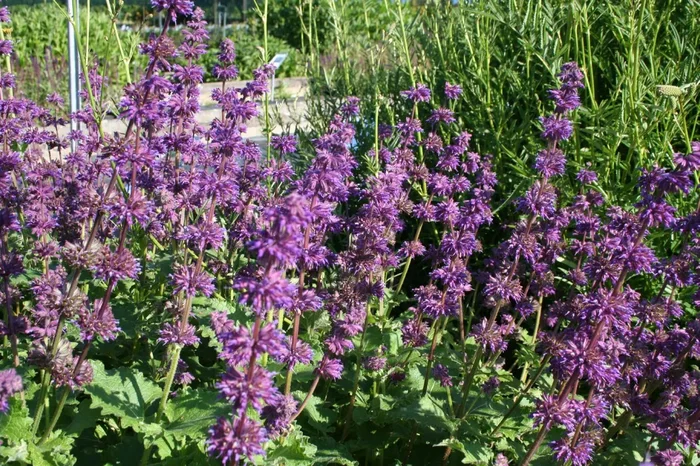 Salvia verticillata ‚Purple Rain‘ (Quirlblütiger Garten-Salbei)