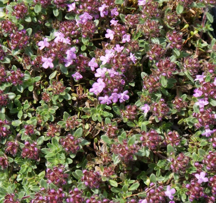Sand-Thymian (Thymus serpyllum) „Bio“