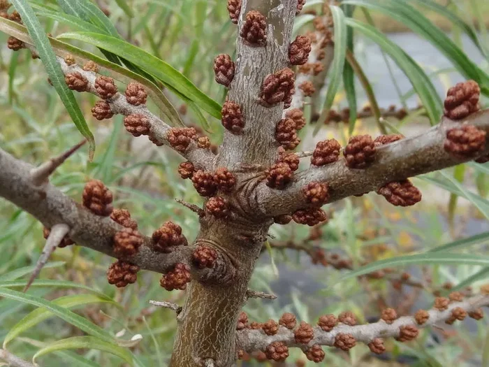 Sanddorn ‚männlich‘ „Pollmix“ (Hippophae rhamnoides)