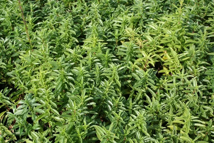 Satureja montana (Bergbohnenkraut)