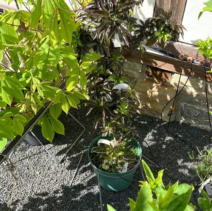 Säulen Fliederbeere ‚Black Tower‘