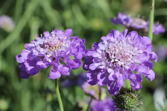 Scabiosa columbaria ‚Mariposa Blue‘ (Taubenskabiose)