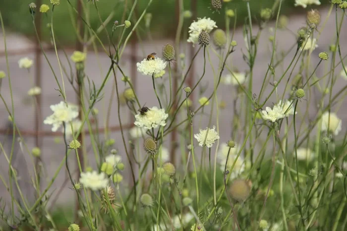 Scabiosa ochroleuca (Gelbe Skabiose)
