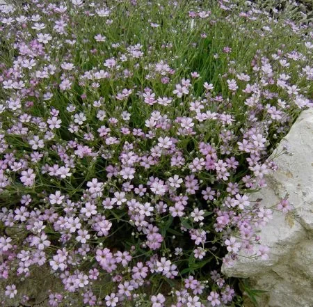 Schleierkraut „Rosea“ (Gypsophila repens) „Bio“
