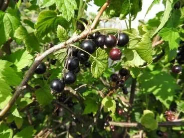 Schwarze Johannisbeere (Ribes nigrum)