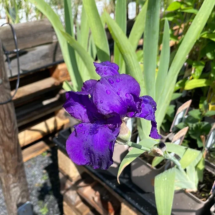 Schwertlilie ‚Matinata‘