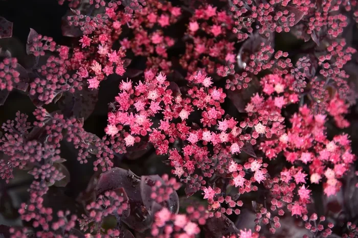 Sedum ‚Globe Purple‘ (Garten-Fetthenne)