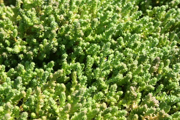 Sedum acre (Scharfer Mauerpfeffer)